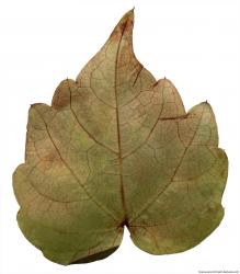 Leaves